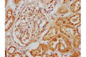 IHC image of ABIN7146821 diluted at 1:200 and staining in paraffin-embedded human kidney tissue performed on a Leica BondTM system. (CLCF1 抗体  (AA 28-178))