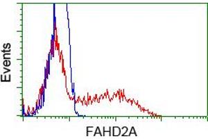 Flow Cytometry (FACS) image for anti-Fumarylacetoacetate Hydrolase Domain Containing 2A (FAHD2A) antibody (ABIN1498183) (FAHD2A 抗体)
