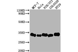 Western Blot Positive WB detected in: MCF-7 whole cell lysate, Hela whole cell lysate, NIH/3T3 whole cell lysate, Colo320 whole cell lysate, HT29 whole cell lysate All lanes: Galectin 3 antibody at 1:2000 Secondary Goat polyclonal to rabbit IgG at 1/50000 dilution Predicted band size: 27 kDa Observed band size: 31 kDa (Recombinant Galectin 3 抗体)