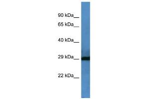 WB Suggested Anti-F7 Antibody Titration: 0. (Factor VII 抗体  (Middle Region))
