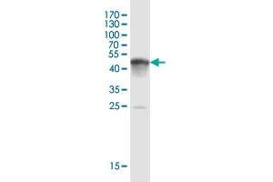 Western Blot detection against Immunogen (54. (BRI3BP 抗体  (AA 1-251))
