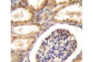 DDR1 antibody immunohistochemistry analysis in formalin fixed and paraffin embedded human kidney tissue. (DDR1 抗体  (AA 17-47))