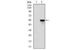 Image no. 2 for anti-rho-Associated, Coiled-Coil Containing Protein Kinase 1 (ROCK1) antibody (ABIN1500698) (ROCK1 抗体)