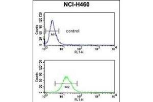 NEDD4 Antibody (C-term) (ABIN653889 and ABIN2843135) flow cytometric analysis of NCI- cells (bottom histogram) compared to a negative control cell (top histogram). (NEDD4 抗体  (C-Term))