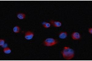 Immunofluorescence (IF) image for anti-Chemokine (C-X-C Motif) Receptor 7 (CXCR7) antibody (ABIN2857021)