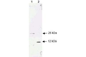 Image no. 1 for anti-Transforming Growth Factor, beta 1 (TGFB1) (AA 286-293), (N-Term) antibody (ABIN401249) (TGFB1 抗体  (N-Term))