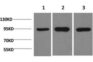 Western Blot analysis of 1) Hela, 2)Mouse brain, 3) Rat brain using HSP90 alpha Monoclonal Antibody at dilution of 1:2000. (HSP90AA2 抗体)