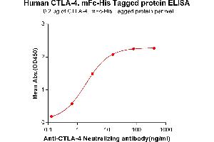 ELISA plate pre-coated by 2 μg/mL (100 μL/well) Human CTLA-4, mFc-His tagged protein (ABIN6961090) can bind Anti-CTLA-4 Neutralizing antibody in a linear range of 0. (CTLA4 Protein (mFc-His Tag))