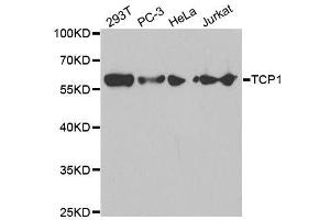 TCP1 alpha/CCTA antibody  (AA 307-556)