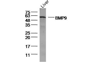 Lane 1: Mouse Liver lysates, probed with BMP9 Polyclonal Antibody, Unconjugated  at 1:300 overnight at 4˚C. (GDF2 抗体  (AA 351-429))