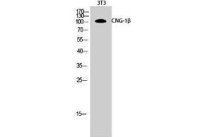 Western Blotting (WB) image for anti-Cyclic Nucleotide Gated Channel beta 1 (CNGB1) (Internal Region) antibody (ABIN3174460) (GARP 抗体  (Internal Region))