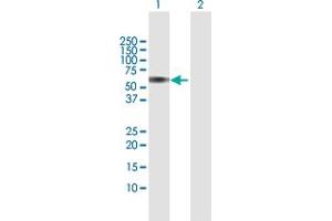 Western Blot analysis of CEP55 expression in transfected 293T cell line by CEP55 MaxPab polyclonal antibody. (CEP55 抗体  (AA 1-464))