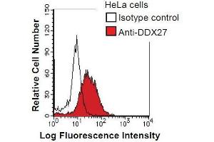 HeLa cells were fixed in 2% paraformaldehyde/PBS and then permeabilized in 90% methanol. (DDX27 抗体)