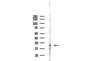 Western blot analysis of lysates from Hela cells(starvation,24h treatment), using CGREF1 Antibody at 1/1000 dilution.