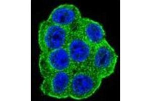 Confocal immunofluorescent analysis of LRRC45 Antibody (C-term) Cat. (LRRC45 抗体  (C-Term))