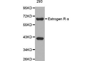 Western blot analysis of extracts of 293 cells, using ESR1 antibody. (Estrogen Receptor alpha 抗体  (AA 1-190))
