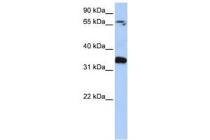 Western Blotting (WB) image for anti-GLE1 RNA Export Mediator (GLE1) antibody (ABIN2459776) (GLE1 抗体)