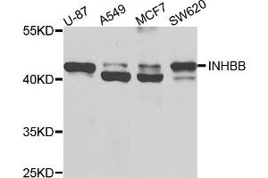 Western blot analysis of extracts of various cells, using INHBB antibody. (INHBB 抗体)