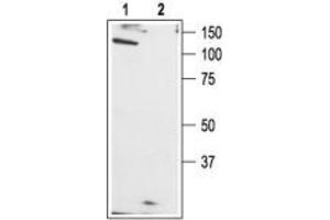 Western Blotting (WB) image for anti-Transient Receptor Potential Cation Channel, Subfamily C, Member 1 (TRPC1) (AA 557-571), (Intracellular) antibody (ABIN7043815)
