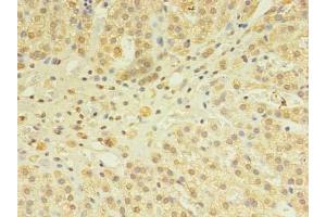 Immunohistochemistry of paraffin-embedded human adrenal gland tissue using ABIN7170377 at dilution of 1:100 (SNX24 抗体  (AA 1-169))