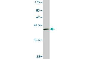 Western Blotting (WB) image for anti-Protein Kinase Protein SgK196 (SGK196) (AA 251-350) antibody (ABIN566551)
