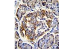 Immunohistochemistry analysis in formalin fixed and paraffin embedded human pancreas tissue using CL029 antibody (N-term) followed by peroxidase conjugation of the secondary antibody and DAB staining. (C12ORF29 抗体  (N-Term))