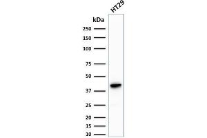 Western Blot Analysis of human HT29 cell lysate using Cytokeratin 20 Mouse Monoclonal Antibody (KRT20/1993).