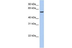 WB Suggested Anti-FBXO33 Antibody Titration: 0. (FBXO33 抗体  (Middle Region))