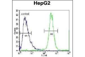 FBXO2 Antibody (C-term) (ABIN654170 and ABIN2844029) flow cytometric analysis of HepG2 cells (right histogram) compared to a negative control cell (left histogram). (FBXO2 抗体  (C-Term))