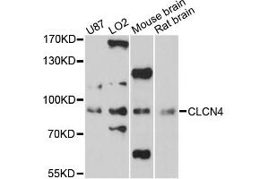 Western blot analysis of extracts of various cell lines, using CLCN4 antibody (ABIN6290202) at 1:3000 dilution. (CLCN4 抗体)