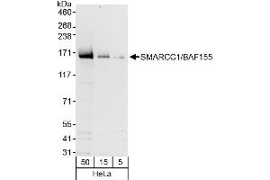 Western Blotting (WB) image for anti-SWI/SNF Related, Matrix Associated, Actin Dependent Regulator of Chromatin, Subfamily C, Member 1 (SMARCC1) (AA 300-350) antibody (ABIN7452048)