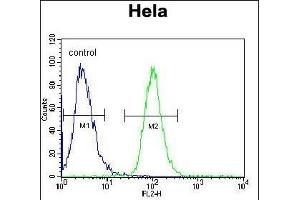 AKT2 Antibody (Center) (ABIN391023 and ABIN2841193) flow cytometric analysis of Hela cells (right histogram) compared to a negative control cell (left histogram). (AKT2 抗体  (AA 93-123))