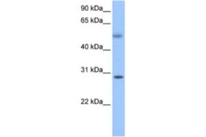 Western Blotting (WB) image for anti-Retinoic Acid Induced 12 (RAI12) antibody (ABIN2463621) (Retinoic Acid Induced 12 (RAI12) 抗体)