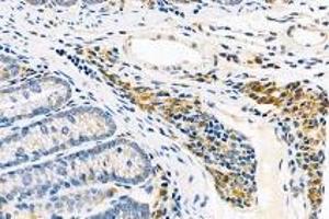 Immunohistochemistry analysis of paraffin-embedded mouse rectum using,FAM135B (ABIN7073910) at dilution of 1: 1000 (FAM135B 抗体)