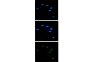 Immunofluorescence Microscopy of anti-Ash2 antibody Immunofluorescence Microscopy results of Rabbit anti-Ash2 antibody. (ASCL2 抗体  (C-Term))
