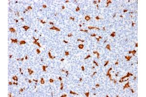 Formalin-fixed, paraffin-embedded human Tonsil stained with AIF1 / Iba1 Mouse Monoclonal Antibody (AIF1/1909).