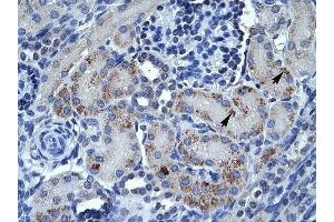 SPP1 antibody was used for immunohistochemistry at a concentration of 4-8 ug/ml to stain Epithelial cells of renal tubule (arrows) in Human Kidney. (Osteopontin 抗体)