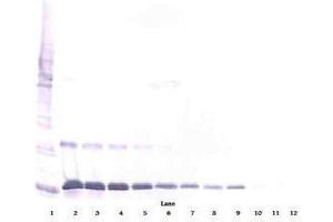 Image no. 2 for anti-Interleukin 16 (IL16) antibody (ABIN465148) (IL16 抗体)