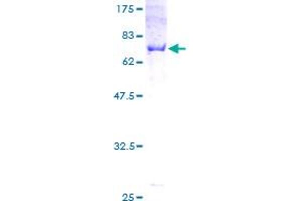 Cnpase Protein (AA 1-421) (GST tag)