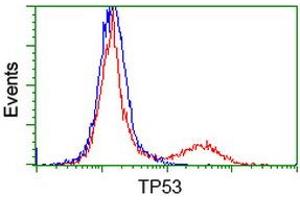 Image no. 6 for anti-Tumor Protein P53 (TP53) antibody (ABIN1499973) (p53 抗体)