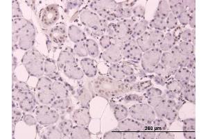 Immunoperoxidase of purified MaxPab antibody to CCND3 on formalin-fixed paraffin-embedded human salivary gland. (Cyclin D3 抗体  (AA 1-292))