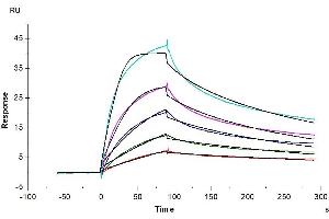 Human LDLR, His Tag immobilized on CM5 Chip can bind Human PCSK9, His Tag with an affinity constant of 0.