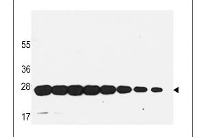 Western blot analysis of anti-GST Mab in recombinant GST protein. (GST 抗体)