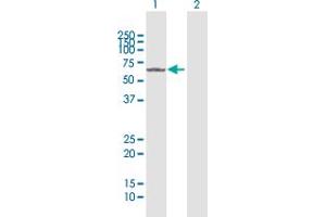 Western Blot analysis of FANCC expression in transfected 293T cell line by FANCC MaxPab polyclonal antibody. (FANCC 抗体  (AA 1-558))