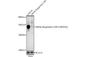 Western blot analysis of extracts from normal (control) and Heme Oxygenase 1 (HO-1/HMOX1) knockout (KO) HeLa cells, using Heme Oxygenase 1 (HO-1/HMOX1) antibody (ABIN6131781, ABIN6141881, ABIN6141883 and ABIN6215065) at 1:1000 dilution. (HMOX1 抗体  (AA 1-288))