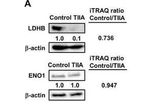 Western Blotting (WB) image for anti-Enolase 1 (ENO1) antibody (ABIN2855176)
