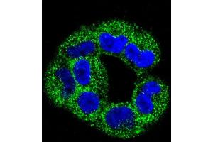 Confocal immunofluorescent analysis of ANXA2 Antibody (C-term) (ABIN391620 and ABIN2841539) with  cell followed by Alexa Fluor 488-conjugated goat anti-rabbit lgG (green). (Annexin A2 抗体  (C-Term))