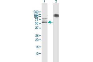 Western Blot analysis of USP3 expression in transfected 293T cell line by USP3 MaxPab polyclonal antibody. (USP3 抗体  (AA 1-520))