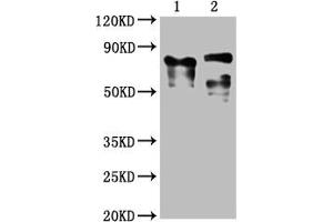 Western Blot Positive WB detected in: 1 lane: Recombinant proteins with LAG3, 2 lane: 293F whole cell lysate transfected with LAG3 All lanes: LAG3 antibody at 1:2000 Secondary Goat polyclonal to mouse IgG at 1/50000 dilution Predicted band size: 76, 88 KDa Observed band size: 76, 88 KDa Exposure time:5 min (LAG3 抗体  (AA 29-450))