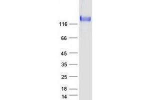 Western Blotting (WB) image for Integrin, alpha 5 (ITGA5) protein (Myc-DYKDDDDK Tag) (ABIN2713731)
